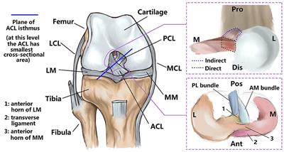 Correlation between morphological features of the anterior cruciate ligament: A quantitative study using a porcine model